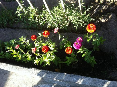 a bunch of flowers in a flower garden at Casa Dos Cabecinhos in Paradamonte