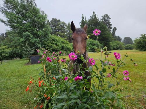 a horse standing in a field with pink flowers at La Azotea cabañas & suites in La Cumbrecita