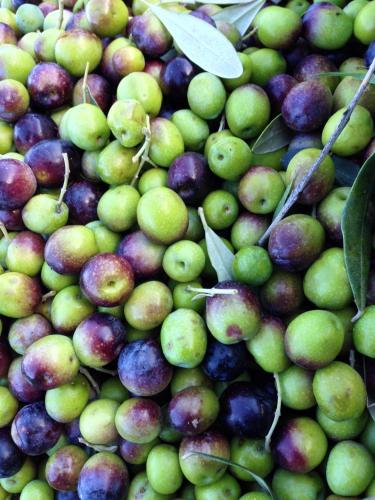 a pile of green and purple fruit with leaves at La Bussola Da Gino in Quarrata