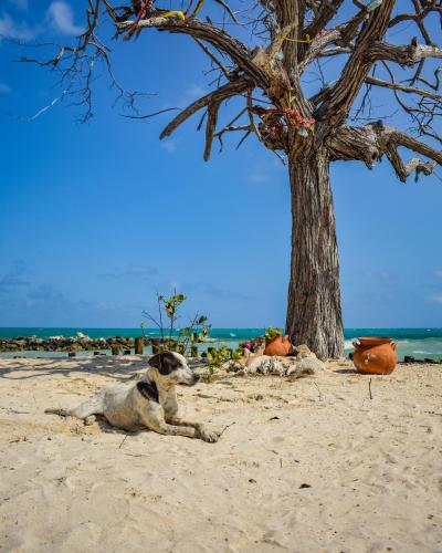a group of animals laying on the beach next to a tree at Casa Tinti in Tintipan Island