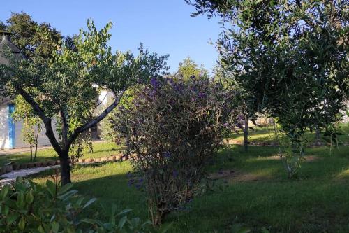 a group of trees in a yard with grass at Trullo Iris in Cisternino