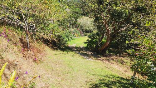 a dirt path through a forest with trees and grass at Hospedajes Richie Eco Camp in Providencia