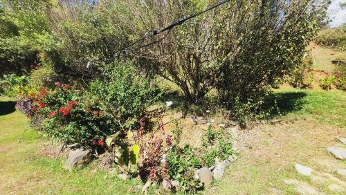 a bush with red flowers in a garden at Hospedajes Richie Eco Camp in Providencia