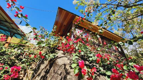 a bunch of flowers on the side of a building at Hospedajes Richie Eco Camp in Providencia