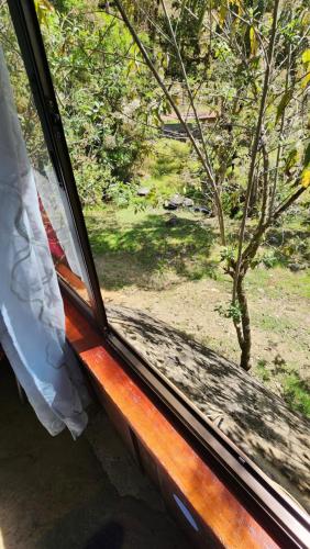 a window with a view of a tree in a field at Hospedajes Richie Eco Camp in Providencia