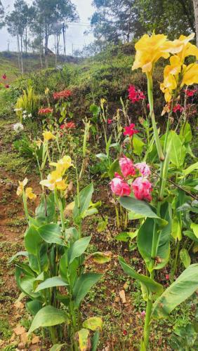 a garden with colorful flowers in a field at Hospedajes Richie Eco Camp in Providencia