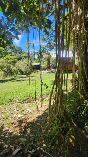a tree with its roots in a field at Hospedajes Richie Eco Camp in Providencia