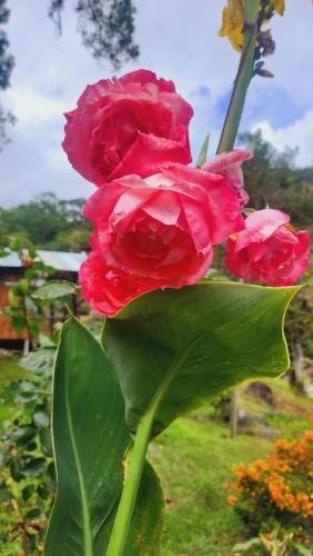 two red roses sitting on top of a plant at Hospedajes Richie Eco Camp in Providencia