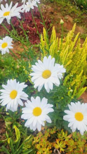 a bunch of white flowers in a garden at Hospedajes Richie Eco Camp in Providencia