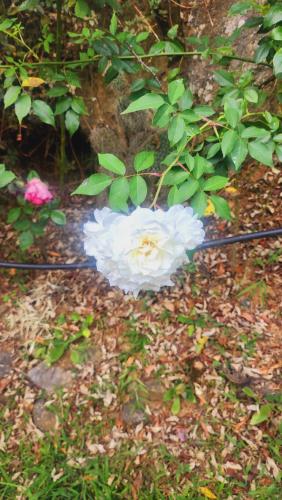 a white flower sitting on the ground in a garden at Hospedajes Richie Eco Camp in Providencia