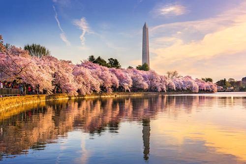 a view of a pond with trees with pink flowers at Private Modern Luxury Suite in Historic Stone Home in Washington