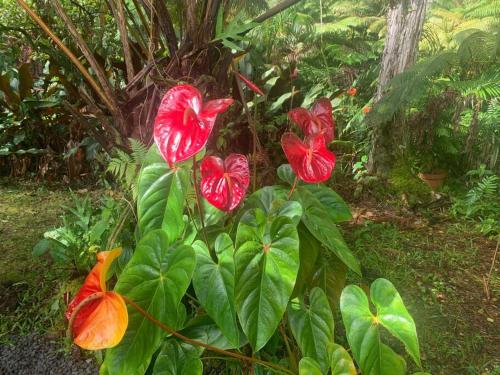 a group of red flowers on a plant at Lemon Tree Lanai in Keaau