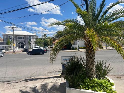 a palm tree on the side of a street at Suite Mirador Deluxe in Chihuahua