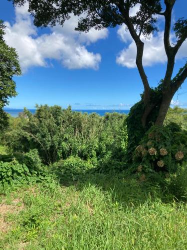a tree in the middle of a grassy field at ocean villa mint 満天の星空とオーシャンビューで心満たす一棟まるごと貸切別荘 南房総千倉 in Chikura