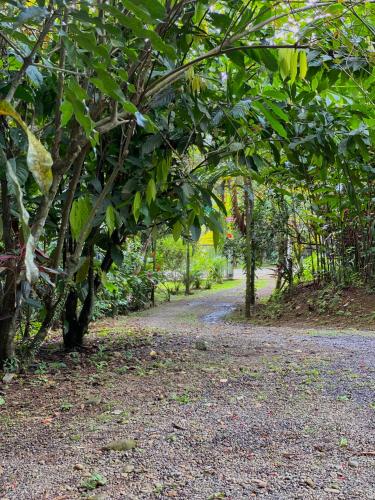 a path in a park with trees and leaves at Campo Verde House, La Fortuna de San Carlos in Fortuna