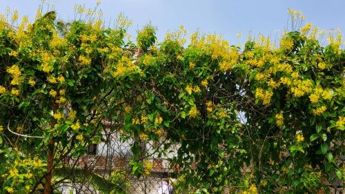 a tree with yellow flowers in front of a fence at Villa Inlet Galle in Galle
