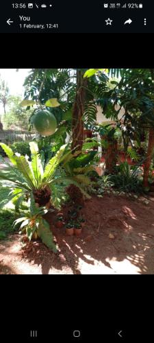 a group of plants sitting on the ground next to a tree at Ossa home stay in Anuradhapura