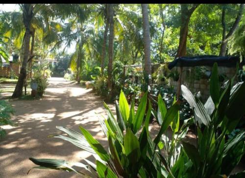a garden with plants and trees and a dirt road at Ossa home stay in Anuradhapura