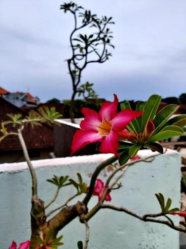 a pink flower on a plant in front of a wall at Genta House in Kuta