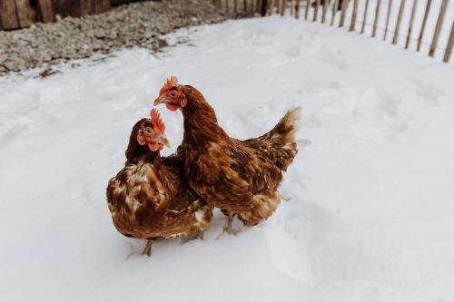 two chickens walking in the snow at Biohof Ebengut in Maria Alm am Steinernen Meer