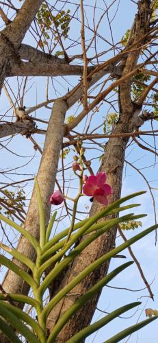 Fotografie z fotogalerie ubytování Phuvieng Resort Chiangsaen v destinaci Ban Pa Sak Hang Wiang
