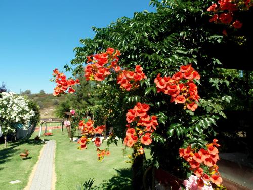 a bunch of red flowers on a tree in a park at Nikos Apartments in Ormos Panagias