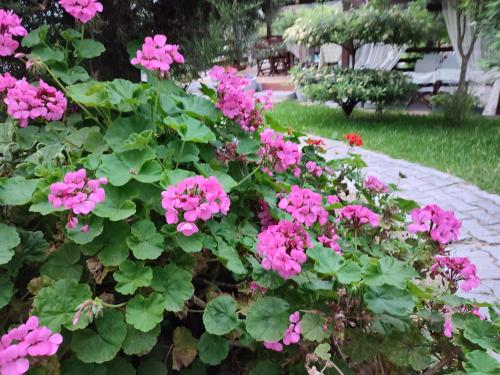 a bunch of pink flowers in a garden at Nikos Apartments in Ormos Panagias