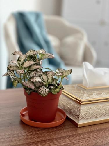 a potted plant on a table next to a book at Stress-Free Cozy Private Room - heart of the city in Abu Dhabi