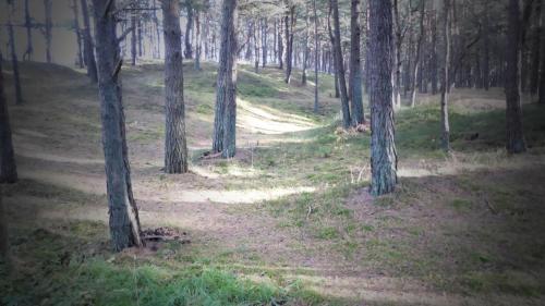 a dirt road in a forest with trees at Gut-Rattelvitz-Parterre-C-hochwertig-Sauna-Kamin-eTankstelle-Spielscheune-15-000qm-Parkland in Gingst