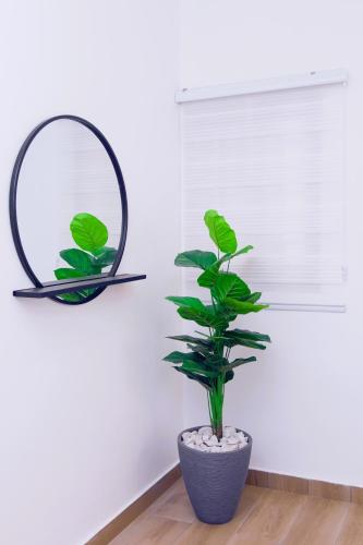 a plant in a pot in front of a mirror at Luna Loft in Tema