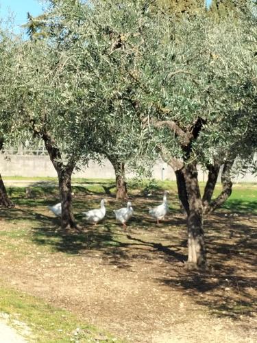 Gambar di galeri bagi Agriturismo Nonna Luisa di Ferentino