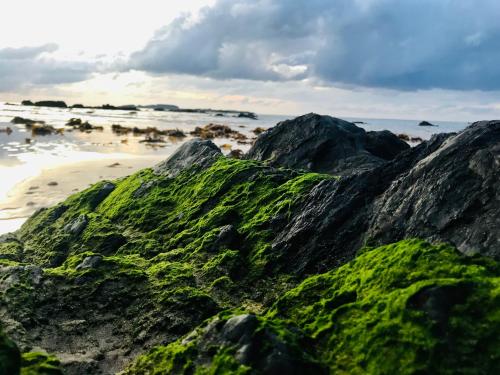 a beach with rocks covered in green algae at A Sanctuary at Denhams - Family & Pooch Friendly in Surf Beach