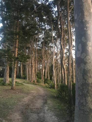 a dirt road through a forest of trees at A Sanctuary at Denhams - Family & Pooch Friendly in Surf Beach