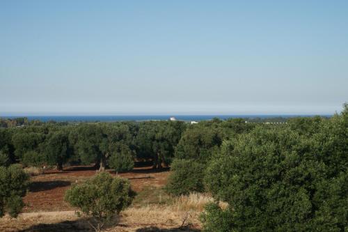 a grove of trees with the ocean in the background at trullo contemporaneo in Serranova