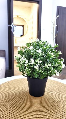 a potted plant sitting on top of a table at APARTAMENT JARACZA 28/11 in Słupsk