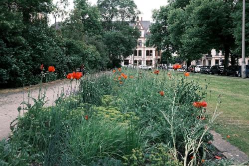 a garden with orange flowers on the side of a street at Schickes Apartment in Zwickau direkt am Römerplatz in Zwickau
