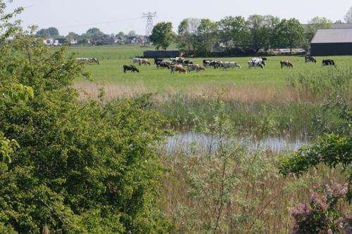 una manada de vacas pastando en un campo en Camping de Noorde, en Zwartsluis