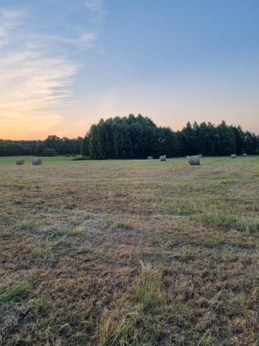 un campo con fardos de heno en un campo en Your Genius Camp - miejsce na Twój namiot, en Komorów