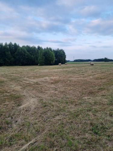 a field with some animals grazing in a field at Your Genius Camp - miejsce na Twój namiot in Komorów