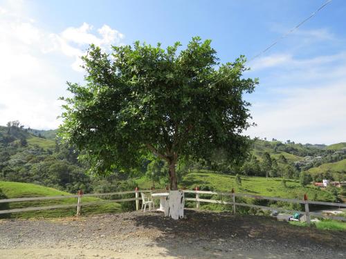 a tree in the middle of a field with a fence at Hotel Recreacional Marcelandia Santa Rosa de Cabal in Santa Rosa de Cabal
