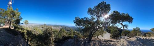 a tree on the side of a mountain at Single Room in Ibiza Town