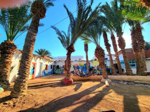 a group of palm trees in front of a resort at Badya Camp Dahab in Dahab