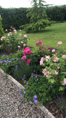 Rock Park Farm B&B في Yeoford: حديقة بها زهور وردية وأرجوانية