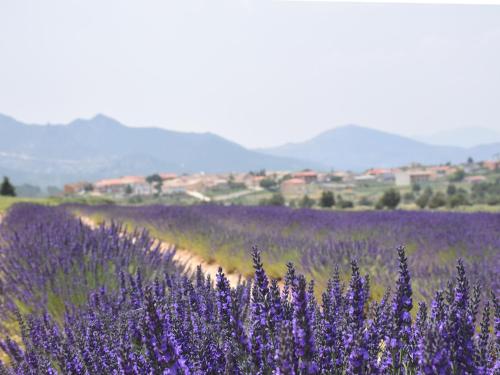 een lavendelveld met paarse bloemen op de voorgrond bij El Calar - Casas Rurales Luis in Moratalla