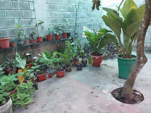 Un jardín fuera de D-302