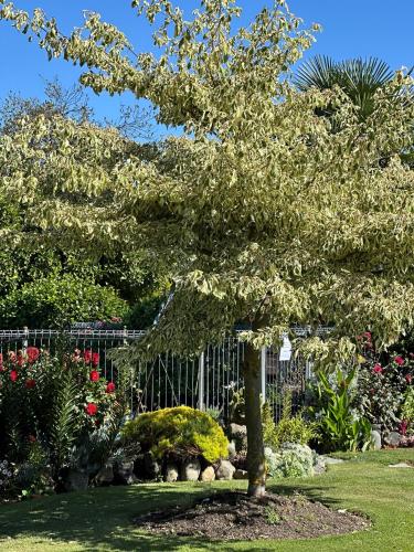 a tree in the middle of a garden with flowers at Middle Park Motel in Blenheim