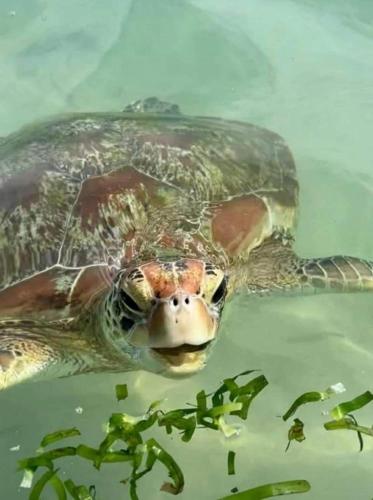 a green sea turtle swimming in the water at Mango Shade in Dickwella