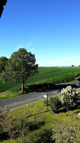 droga z drzewem pośrodku pola w obiekcie Ferienwohnung am Papensee w mieście Hohen Sprenz