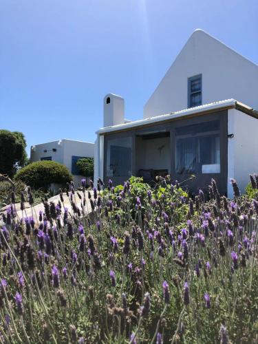 a field of purple flowers in front of a house at Tern Beach Studio in Jacobs Bay