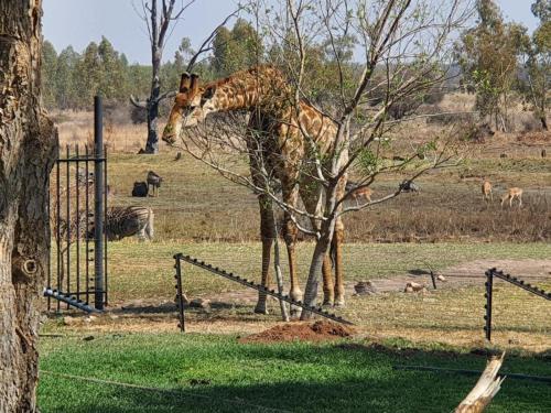 Φωτογραφία από το άλμπουμ του Wild and Water Dinokeng σε Dinokeng Game Reserve